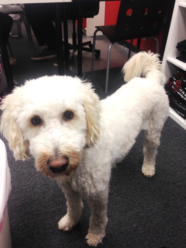 Mathnasium Mascot